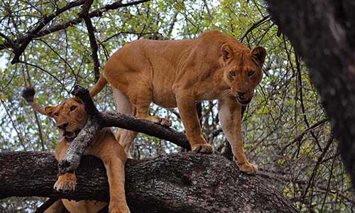 3 Days Tanzania Safari